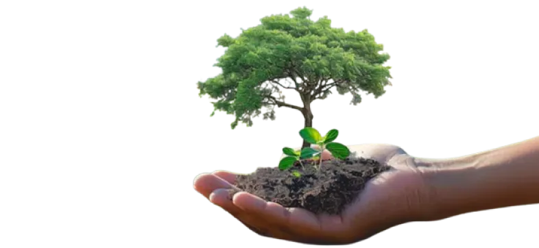 Image d'une main tenant une pousse d'arbre